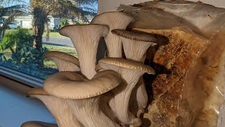 Mushroom Farming Explained  How To Make GHS 5000month Investing In Mushrooms shrooms mushrooms [upl. by Novi227]