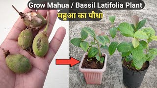 महुआ के पौधे घर पे कैसे उगाऐ । How to grow Mahua tree  Bassil Latifolia Plant from seeds [upl. by Llerej]