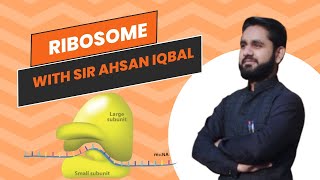 Ribosomes in urdu hindi Cell organelle  cell structure rRNA [upl. by Alaine]