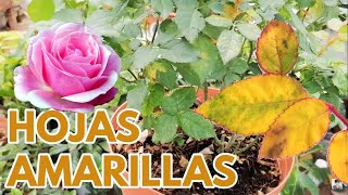 rosas y rosales con hojas amarillas CHUYITO JARDINERO [upl. by Ezekiel]