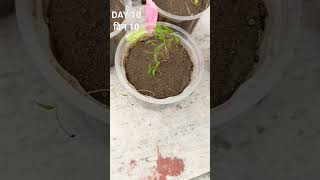 HOW TO GROW AMARANTHUS FROM SEED AMRANTHUAS FLOWER gardening garden farming plant [upl. by Cele]