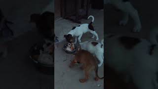 Adorable Puppies Devour Their Meals 🐶🍽️ [upl. by Joaquin450]