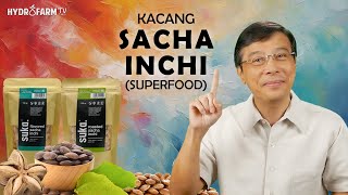 KACANG SACHA INCHI SUPERFOOD [upl. by Sil]