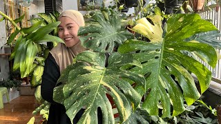 Jual monstera variegata  monstera thai constellation corak mewah [upl. by Alarick]