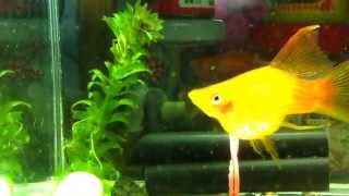 My Aquarium double red swordtail giving birth to fries 2 [upl. by Paik]