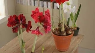 Home Garden  How to Plant Amaryllis [upl. by Narod]