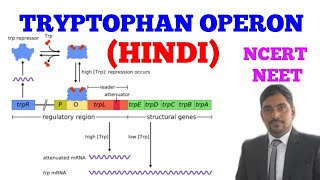 TRYPTOPHAN OPERON  EASY WAY  HINDI [upl. by Wolfson211]