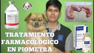 Tratamiento farmacológico en piometra canina ¿Qué fármacos se usan  Las bestias de George [upl. by Hujsak]