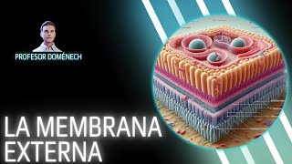 La MEMBRANA EXTERNA de las BACTERIAS GRAM NEGATIVAS [upl. by Nel69]