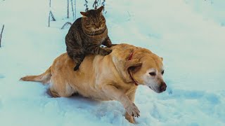 ShelterAdopted Cat and Dog Forge an Incredible Friendship but Face a Terrifying Twist [upl. by Eiramyelhsa547]