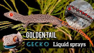 Goldentailed Gecko liquid spray  Earth 360 [upl. by Heidie]