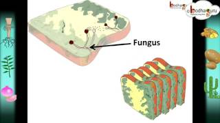 Science  Nutrition in plants – Hindi [upl. by Ricoriki]