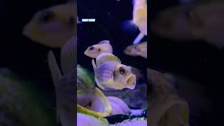 LAMPROLOGUS OCELLATUS GOLD TANGANJIKA CICHLIDS tanganyikancichlids shortvideo fishtank barsch [upl. by Ellehs]