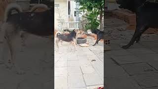 Dog song new trending shortvideos comedy adit yadav2 [upl. by Madelyn718]