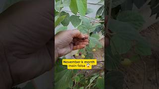 phalsa falsa Grewia asiatica harvest Gardening plant care youtubeshorts viralvideo trending [upl. by Learrsi]