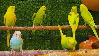 Cute Budgies Chirping 2 Hours of Relaxing Parakeet Sounds to Reduce StressSinging a Birds [upl. by Annayram]