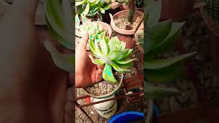 Droopy Do this Succulent plant succulents plants cactus propagation homegarden tips care [upl. by Eznyl]