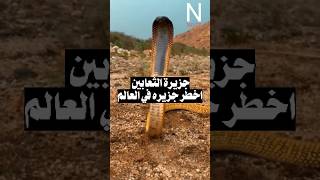 quotجزيرة الثعابين أخطر جزيرة في العالمquot 😱 [upl. by Dolf]