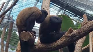 A pair of Guianan bearded saki [upl. by Zoeller]