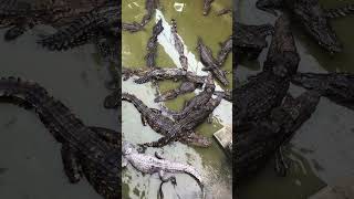 2024 Crocodile  Crocodile Eat Food In Zoo short  2 [upl. by Ruscher465]