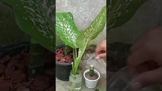 Dieffenbachia Tropic Snow Propagation for Beginners Even You Can Do It [upl. by Hazmah]