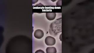 Leukocyte hunting down bacteria shorts viral leukocyte [upl. by Edmunda]