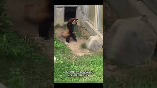 Watch this little red pandas hilarious reaction 😱🦊❤️ redpanda funny shorts [upl. by Laidlaw]