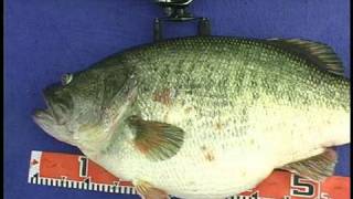 Manabu Kurita World Record Largemouth Bass [upl. by Anauqcaj698]