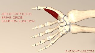 Abductor Pollicis Brevis Origin Insertion Function 3d Animation [upl. by Mccall]