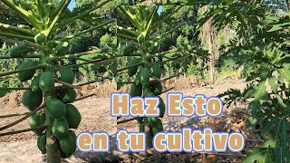 HAZ ESTO Para que tengas mejor fruto Mantenimiento en la papaya de deshijado y poda [upl. by Ahsilac]