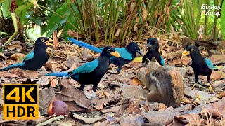 Cat TV for Cats to Watch 😺 Pretty Birds and Squirrels Relax Your Cat 🐿 8 Hours 4K HDR [upl. by Lledniuq]