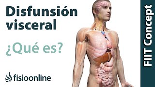 ¿Qué es una disfunción visceral [upl. by Giess]