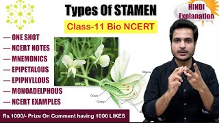 Types of stamen  flower morphology  Class 11 biology video  NCERT  MBBS BABA 🌸 [upl. by Reywas]