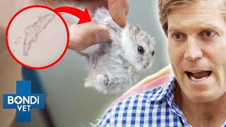 Whats Filling Hamsters Giant Lump 😰 Bondi Vet Clips  Bondi Vet [upl. by Nivre]