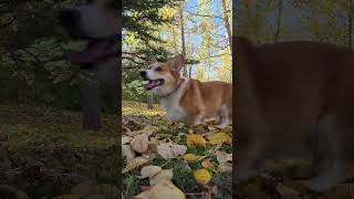 Rocky and his leaves dogs cutedogs corgis happydogs cutepets viral doglover dogshorts hi [upl. by Asiole]