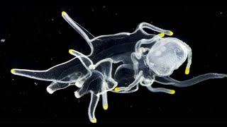 Larval stages and metamorphosis of a starfish [upl. by Meyeroff]