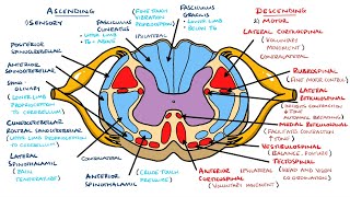 Ascending and Descending Spinal Cord Tracts Made Easy [upl. by Yelekalb]