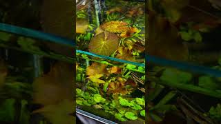 300Liter Aquarium with Stunning Nymphaea Plants [upl. by Anecuza]