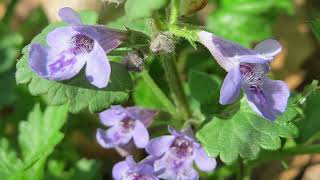 Ground Ivy Glechoma hederacea  Foraging UK [upl. by Jonny183]