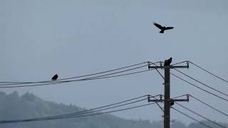 Carrion Crow the Master Windsurfer [upl. by Jessamyn763]