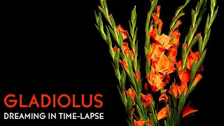 Orange Gladiolus Blooming  Daily Timelapse Clip [upl. by Blake]