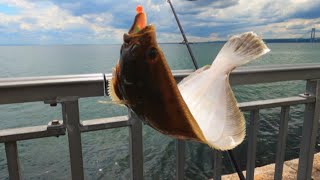 all day flounder fishing they were so many nice ones brooklyn flounder nycfishing [upl. by Fenton]