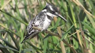 Pied Kingfisher  Ceryle rudis  Κήρυλος Λοφοκήρυλος  A rare bird for Cyprus [upl. by Plossl]