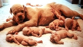 Dog Gives Birth But Then The Doctor Discovers They Are NOT Puppies [upl. by Aicillyhp]