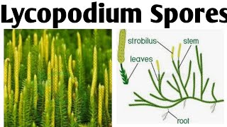 Lycopodium Spores Method PharmacognosyBPharm 4 Sem lycopodiumspore lycopodiumsporemethod [upl. by Emlen]