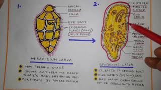 Life cycle of Fasciola hepatica [upl. by Weider]