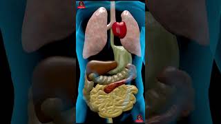 Human Body Internal Organs humanbody anatomy animation [upl. by Gardal]