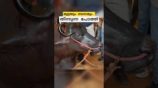 10 ബെൻസ്സിൻ്റെ വിലയുള്ള പോത്ത് anmol buffalo malayalam shorts [upl. by Alig220]