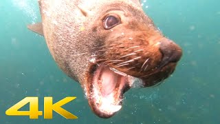 4K  Swimming with wild seals in Cape Town [upl. by Eimmot]