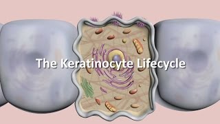 Lifecycle of the Keratinocyte [upl. by Erastes80]